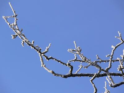 rijp op appelboom
